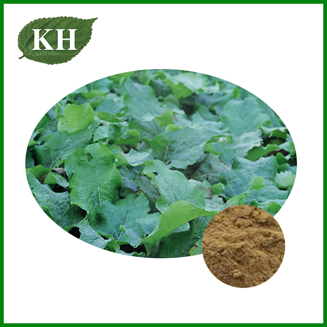 Burdock Extract for Cosmetic Burdock Extract for Cosmetic